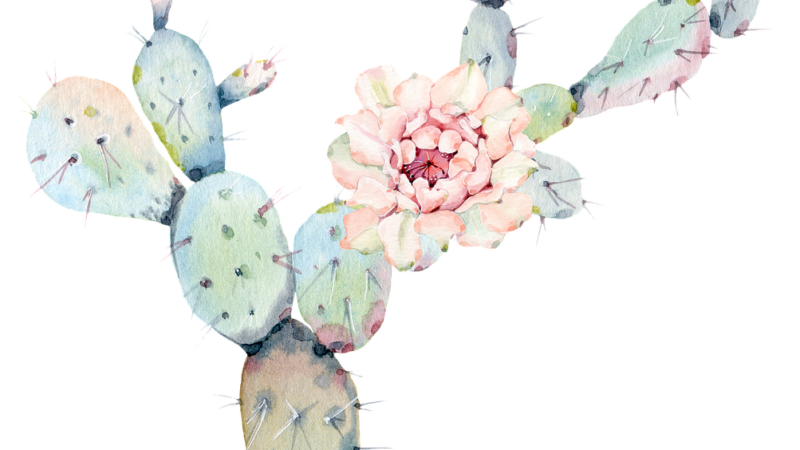 Welches ist das beste Blumentopf Untersetzer?